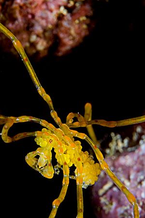Sea spider with eggs crossing chasm. Canon 20D, Canon 60m... by Kristin Anderson 