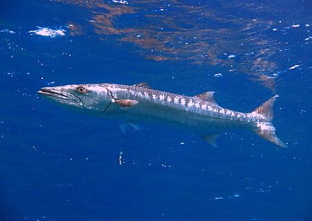 Great barracuda hovering on the surface, taken at Eel Gar... by Nikki Van Veelen 