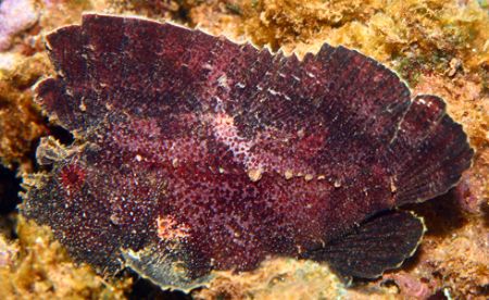 Leaf Scorpionfish. Shot taken in Haleiwa, HI. Found this ... by Mathew Cook 