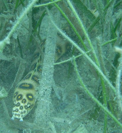 Something very new to me, a Gold spotted eel in the grass... by Lora Tucker 