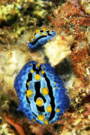 double trouble.two nudis in anilao,philippines.nikon D200... by Parvin Dabas 