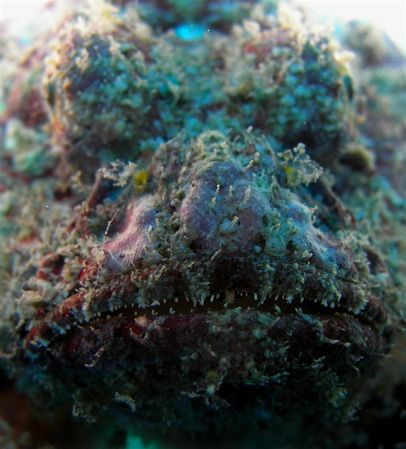 scorpion fish, off waikiki by Elizabeth Chase 