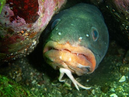 What you looking at? congrio dorado from patagonian fjord... by David Thompson 