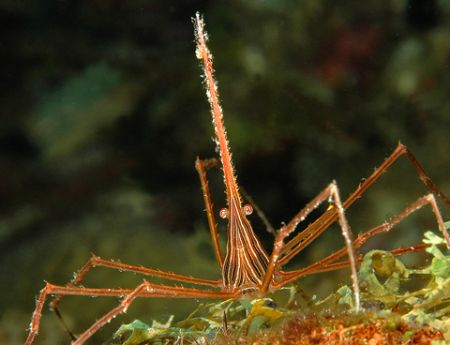 Yelloline Arrow Crab. by David Heidemann 