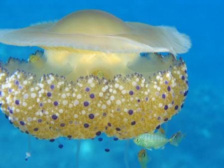 Cothyloriza tubercolata in the Mediterranean sea - Canon ... by Ferdinando Meli 