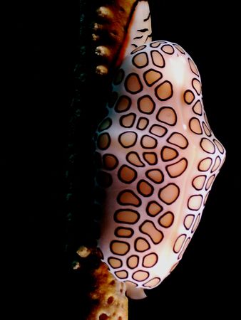 Yes, yet another Flamingo Tongue image. Lots of them in t... by Steven Anderson 