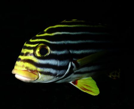 Portrait of a Oriental Sweetlip taken with Reefmaster DC ... by Patrick Neumann 
