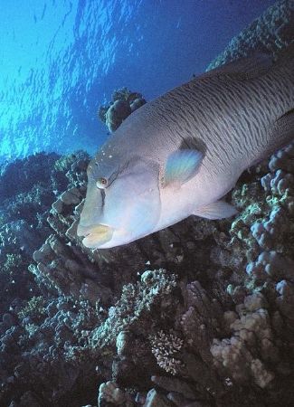 Juvenile Napoleon hanging out at Ras Nasrani Reef, Sharm,... by Erich Reboucas 