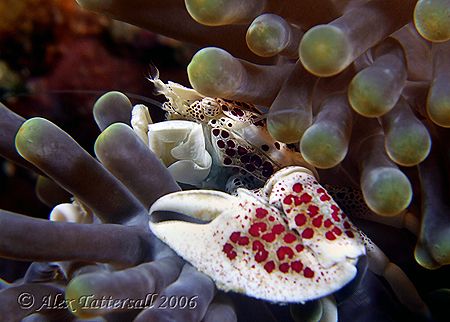 Porcelain crab... e900 by Alex Tattersall 