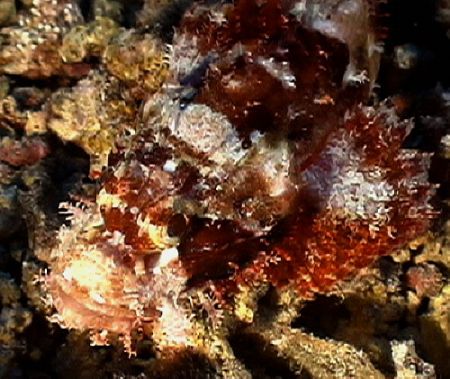 Scorpion Fish close uo. Sony P350 by Marylin Batt 