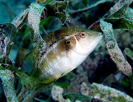 Seagrass dwarf wrasse taken at Naklet El Tal, Nabq Park w... by Nikki Van Veelen 
