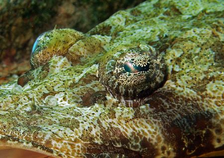 Croc fish Portrait taken with Reefmaster DC 500 by Patrick Neumann 
