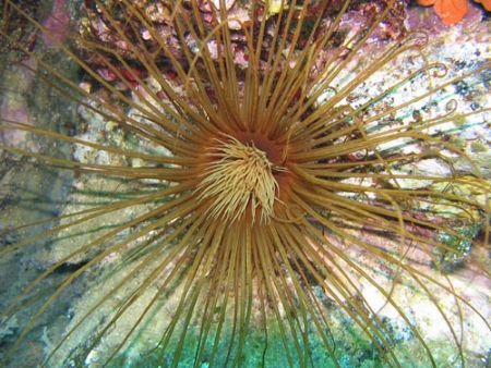 Cerianthus membranaceus in the Mediterranean sea (- 18 mt... by Ferdinando Meli 