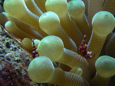 Squat anenome shrimp in it's home by Martin Spragg 