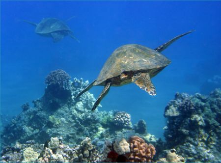 Into the Blue. I just love swimming with turtles! Photo t... by Mathew Cook 