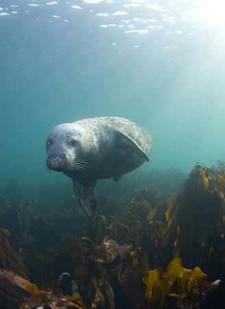 Grey seal. Farne isles. D200, 16mm. by Derek Haslam 