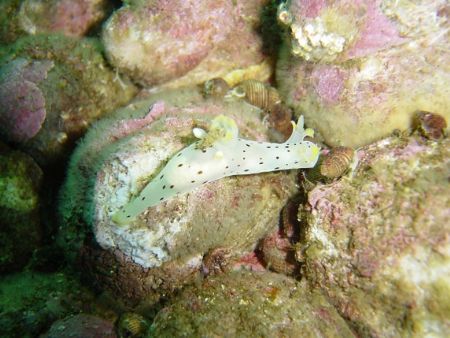 another nudibranch from the chilean, patagonia fjords. Th... by David Thompson 