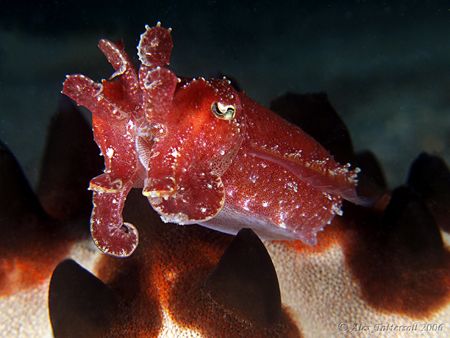 Cuttlefish and starfish background... E900 by Alex Tattersall 