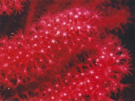Paramuricea clavata in the Mediterranean sea (-40 mt) - N... by Ferdinando Meli 