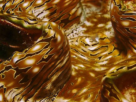 Close up of Giant clam taken in the red sea with Sealife ... by Patrick Neumann 