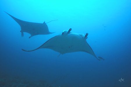 A pair of flying Manta Rays in the blue.
Nik V, 15mm len... by Mike Clark 