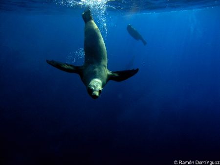 California Sea lion at Las Animas island, Sea of Cortéz, ... by Ramón Domínguez 