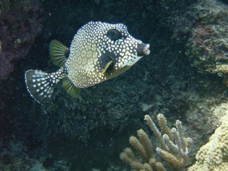 Trunkfish by Lora Tucker 