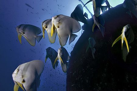 nik D200, SB800 strobe, batfish at wreck by Manfred Bail 