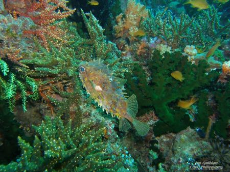 A kind of Reef Fish!!! by Jun Quiblat 