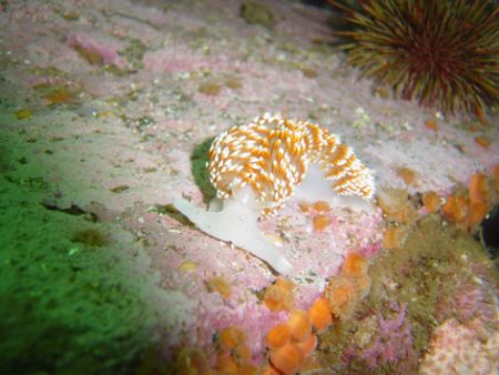 Phidiana lottini from comau fjord, chilean patagonia by David Thompson 