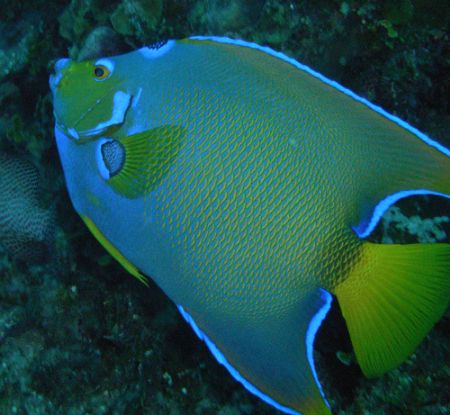 The Queen, the most beautful fish in the reef. by Lora Tucker 
