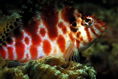 hawk fish.puerto galera.philippines by Parvin Dabas 