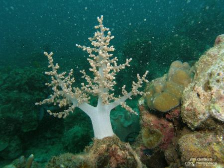 "Amazing Soft Coral"
 by Jun Quiblat 