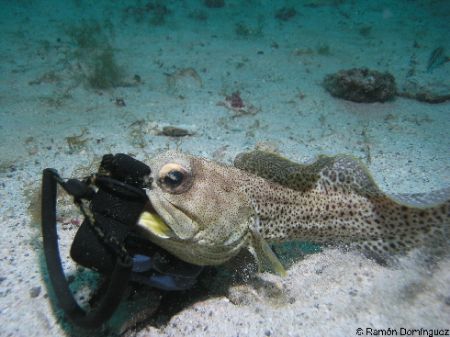 Jaw fish in deco time. Olymus c8080, wide angle lens. Jaw... by Ramón Domínguez 