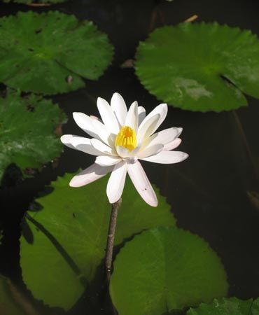 Water Lilly - Bali Indonesia by Penny Murphy 