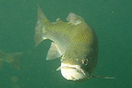 Trout in Capernwray, taken with a new camera - Olympus E3... by Steve Laycock 