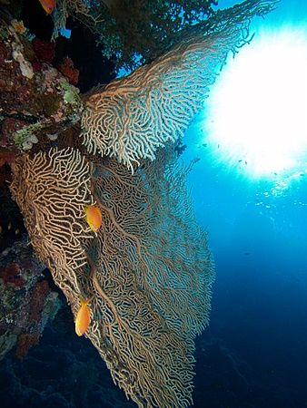 Fan coral and sunburst taken at Ras Zatar with E300. by Nikki Van Veelen 