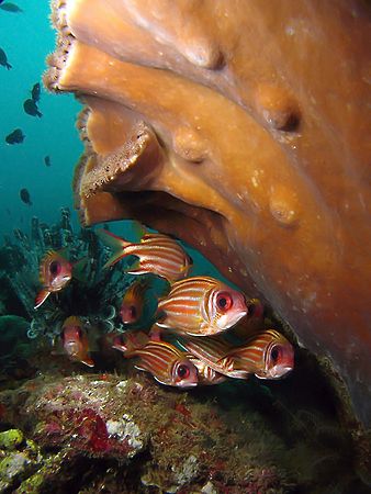 Gathering! Taken In Redang Island, Malaysia with Canon S80. by Ed Eng 