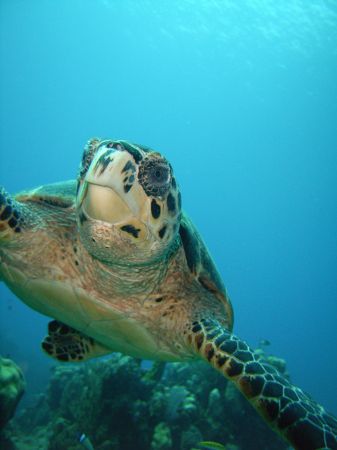This guy was so curious, it was like he wanted to play. by Lora Tucker 