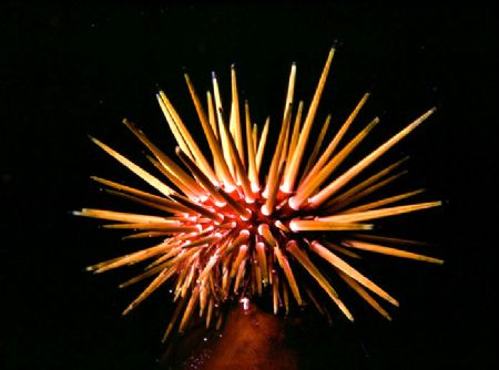 'caribbean urchin' enjoy!. by Rick Tegeler 
