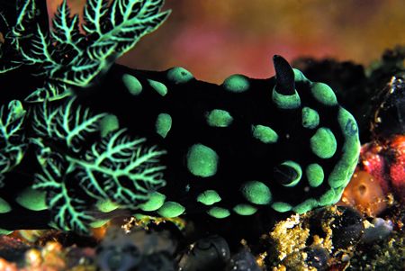 nudibranch,puerto galera,philippines.nikon D200,ikelite h... by Parvin Dabas 