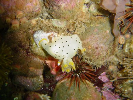 Thecacera darwini from comau fjord, chilean patagonia by David Thompson 