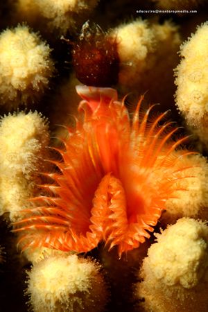 Horsesshoe Worm. San Andres Island. Canon 20D, 100USM macro by Alvaro De Castro 
