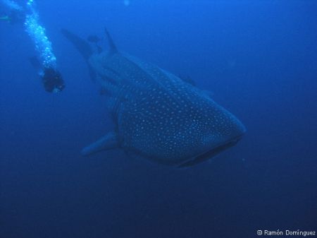 Diver trying to keep the shark speed, he did it¡¡(just fo... by Ramón Domínguez 