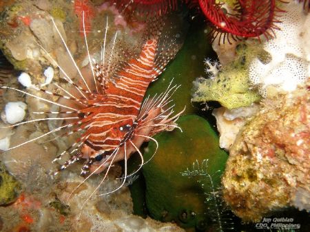 "Lion Fish" by Jun Quiblat 