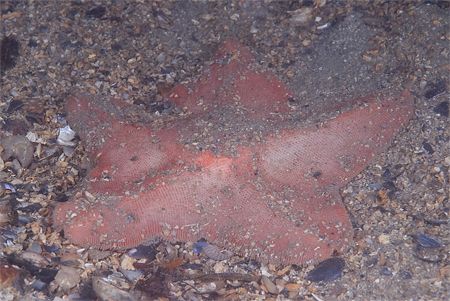 Goose foot starfish,never seen one one before.. Isle of L... by Derek Haslam 