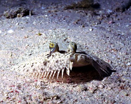 'FLOUNDERING AROUND' Always an interesting challenge tryi... by Rick Tegeler 