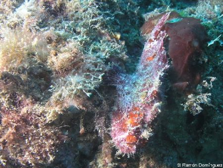 Can you see me?/ Frog fish in Cabo San Lucas, México. Oly... by Ramón Domínguez 