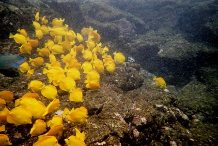ReefMaster film camera. Kealakekua Bay on the Big Island.... by Bill Arle 