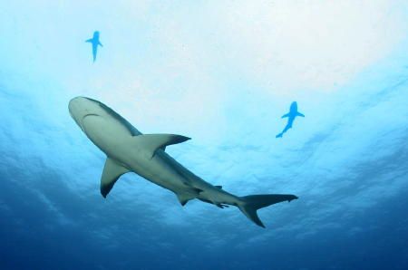 Caribbean reef shark and friends by Victoria Collins 